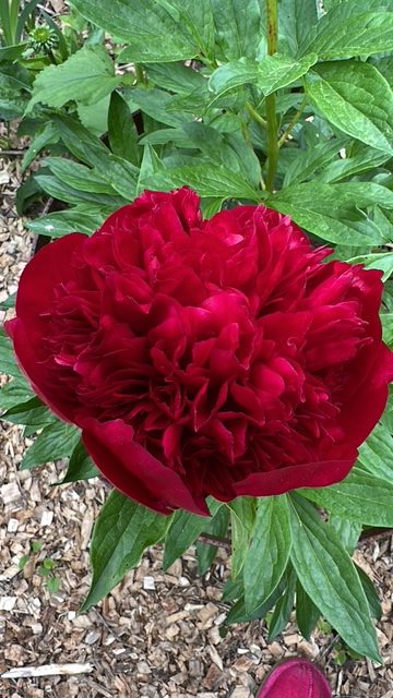 A bright red peony in Nathalie’s garden