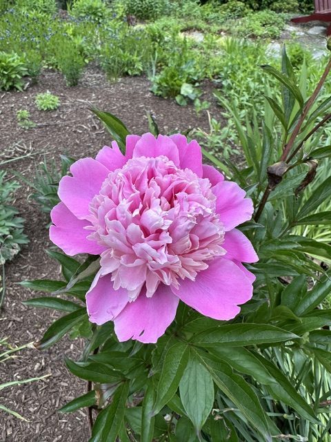 A pink peony is a centerpiece in Nathalie’s spring garden