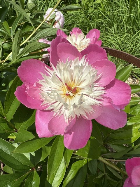 A unique variety with a white, feathery center in Nathalie’s garden