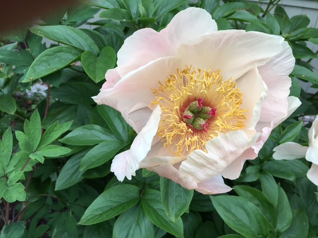 A lighter peony with a distinctive center.