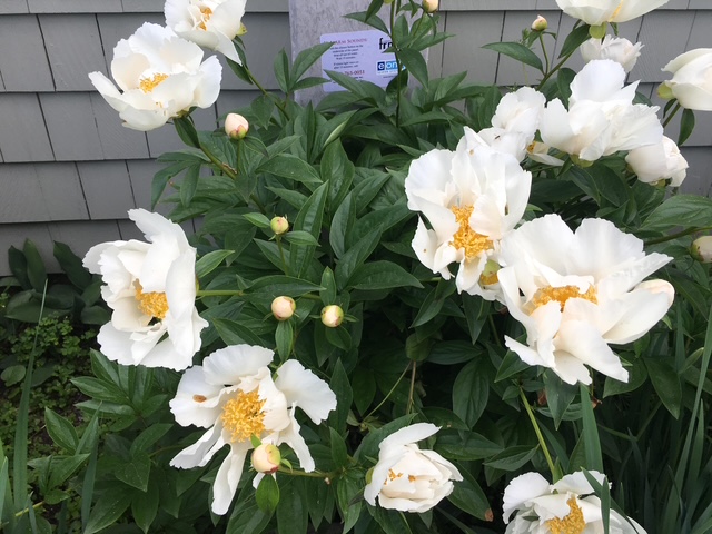 White peonies are used to symbolize remembrance.