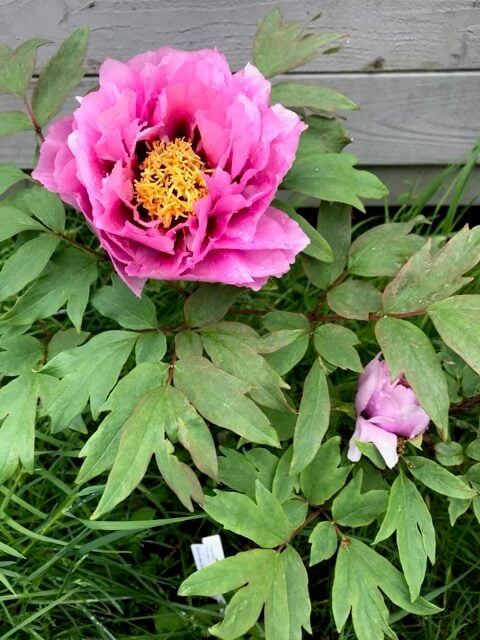 A lighter peony with a distinctive center.