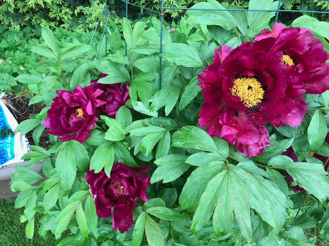 Herbaceous peonies flourishing in a peony hoop