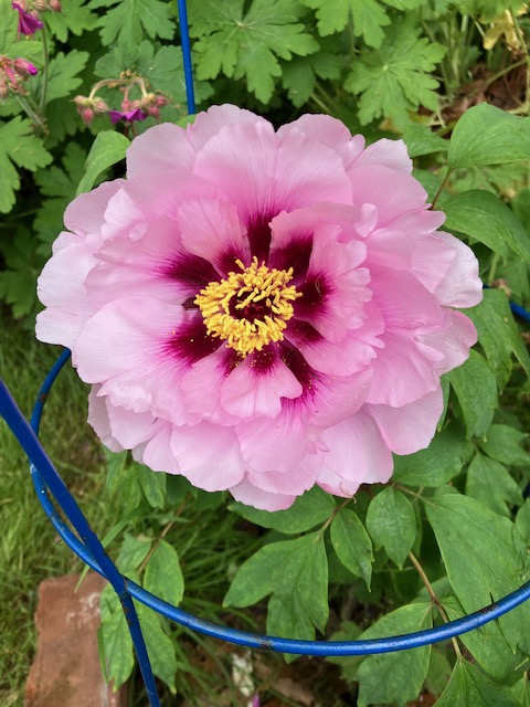 A lighter pink variety of peony