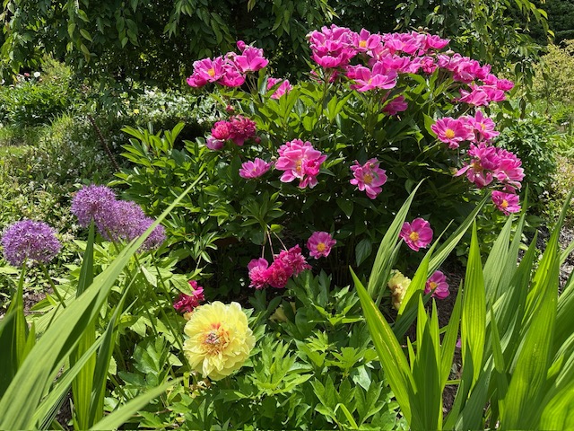 Two varieties of peony blooming in the garden of Nathalie Fonteyne
