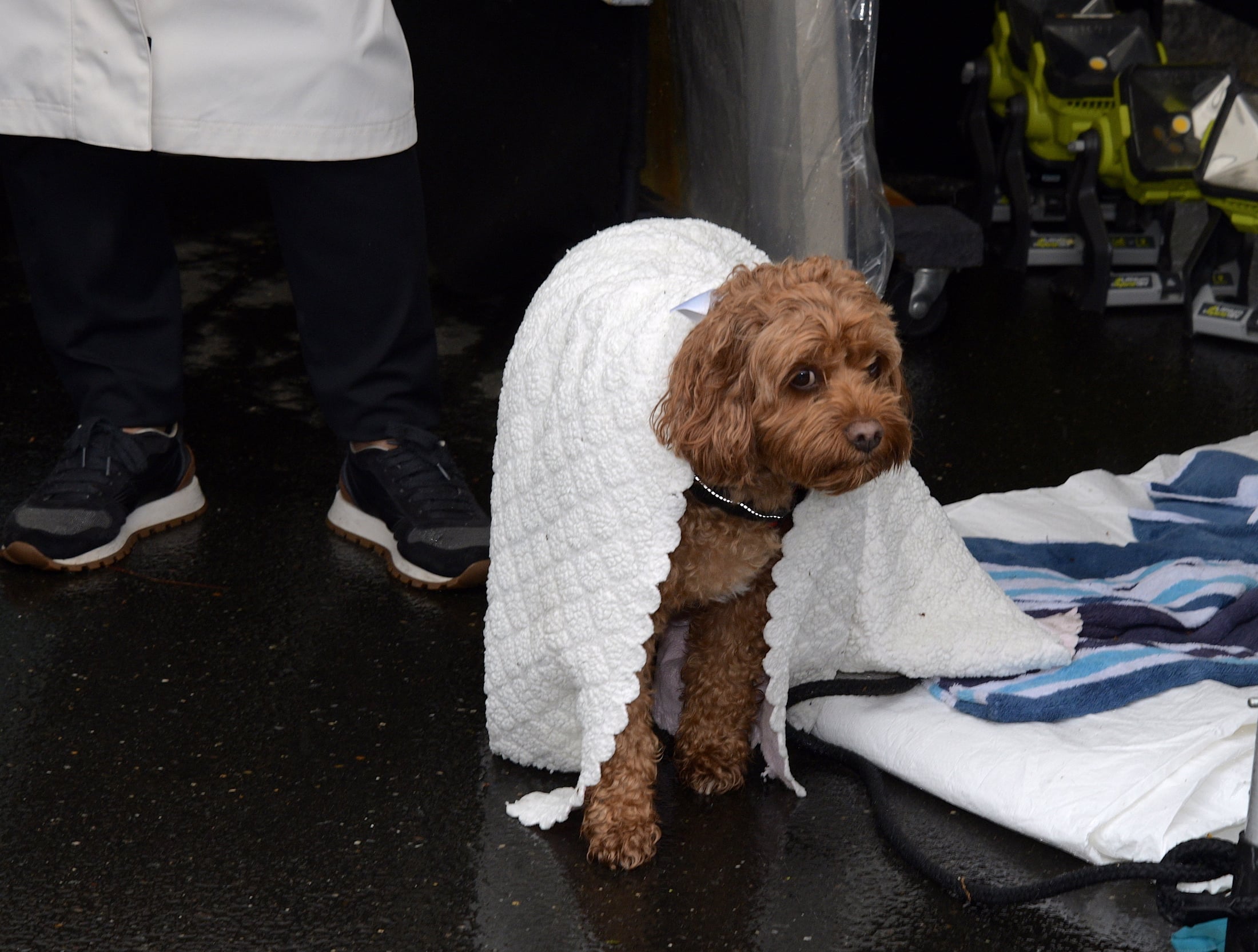 Wet dog