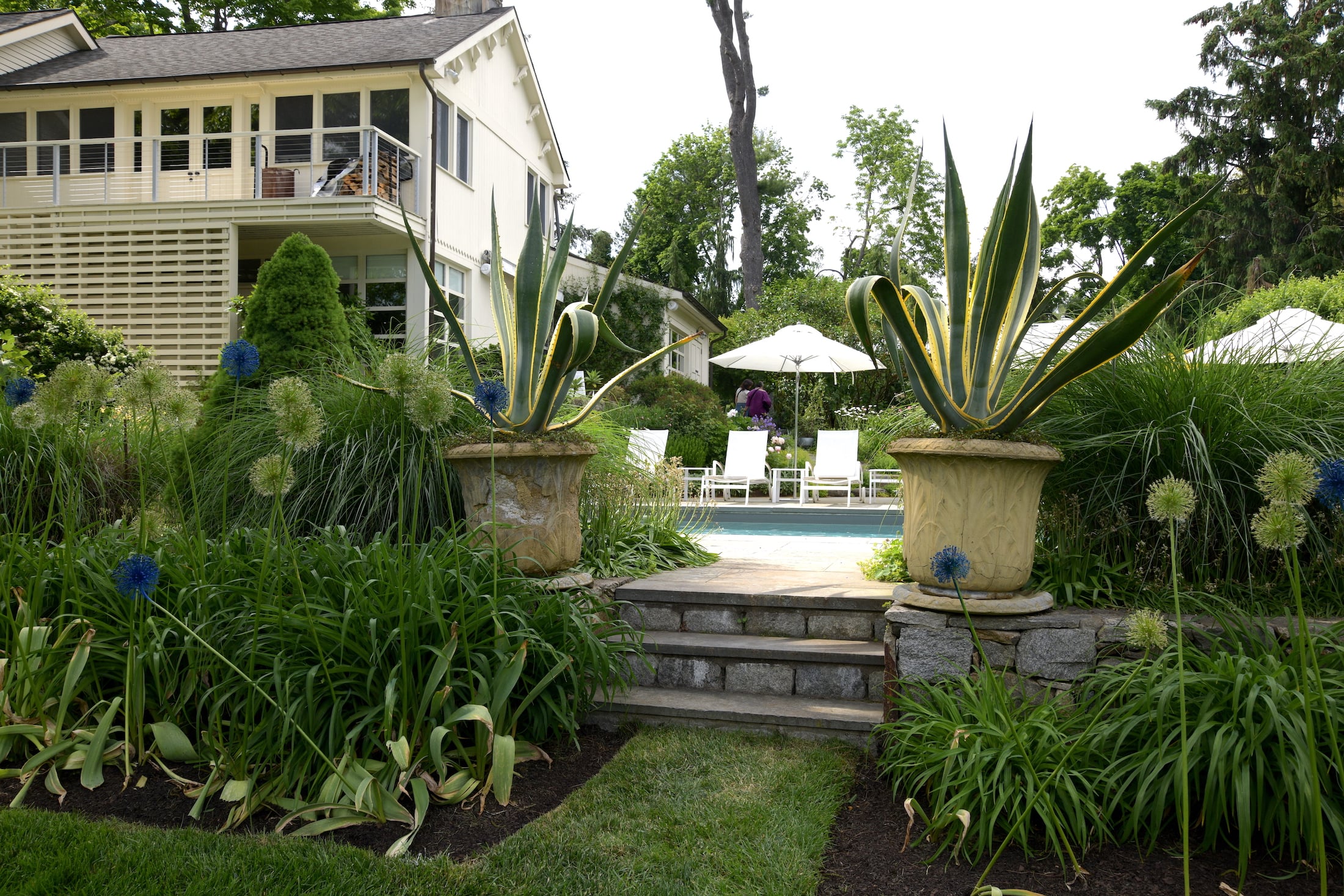 Agave Americana ‘Variegata’ (commonly known as Variegated Century Plant) flanks steps leading to the main pool area.