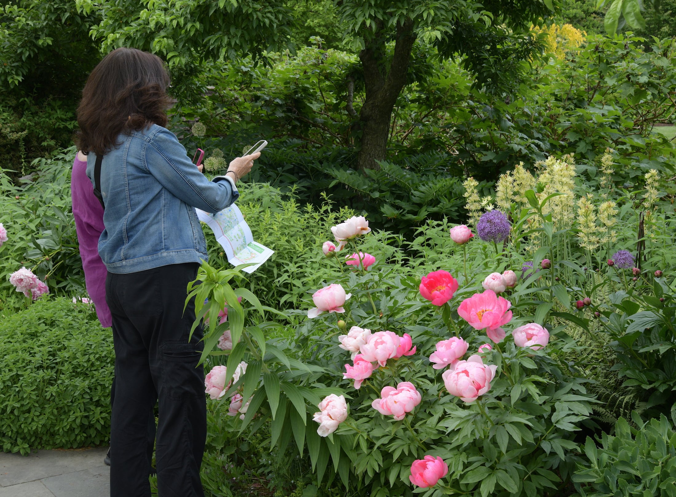 Peonies in bloom