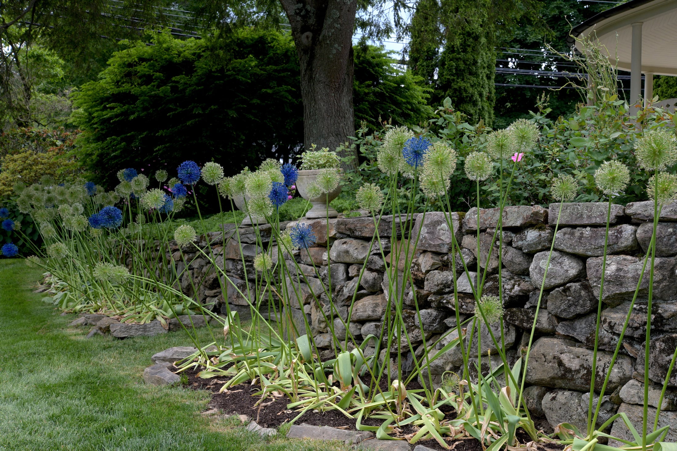 Some of over 700 Allium ‘Globemaster’, approximately 3-4’ tall, spray-painted for a whimsical eye-catching art installation