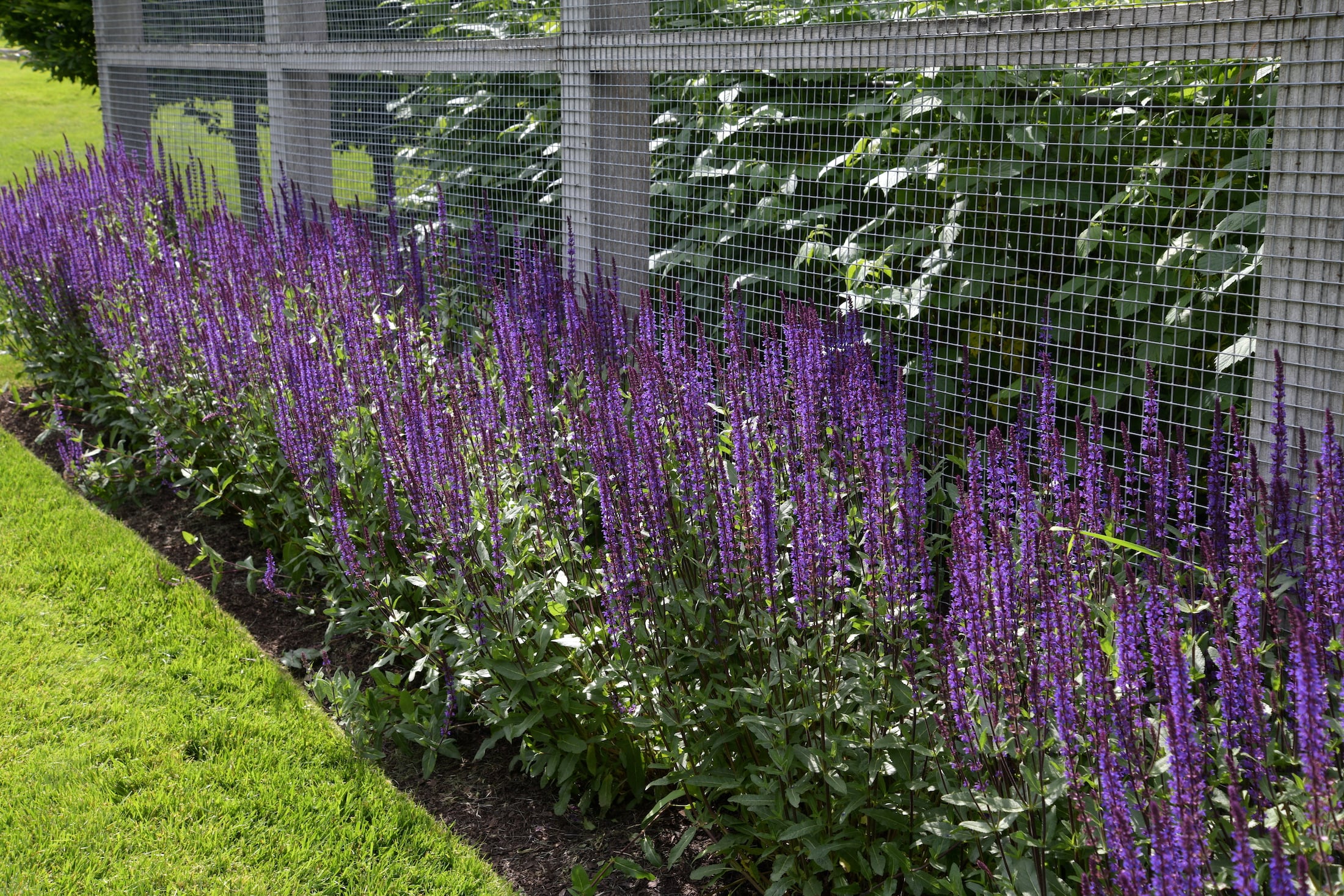 The raspberry house bordered by Salvia ‘May Night’. One of two berry houses.