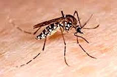 West Nile Virus Detected in Mosquitoes Trapped in Westport