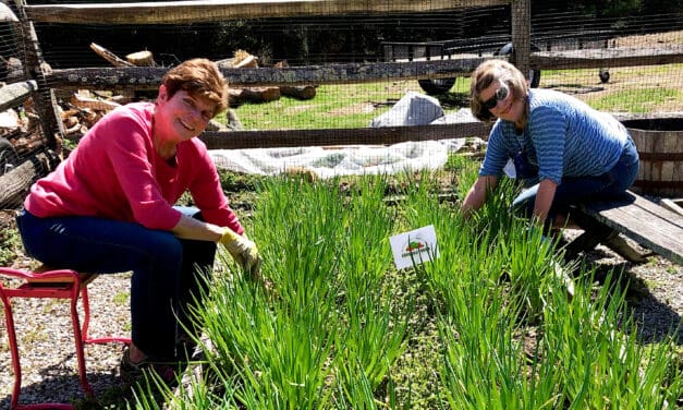 Greens Farms Gardeners Harvest Community Goodwill to Feed People in Need