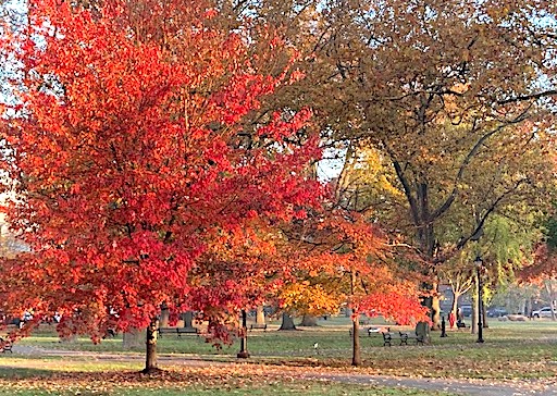 ‘Oaktoberfest’ Celebrates Every Branch of Tree Care