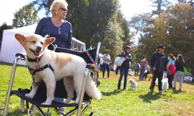 Sunday’s Dog Fest Gets Tails Wagging