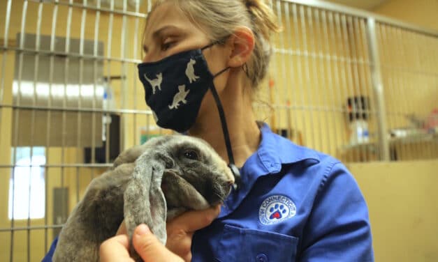 Forever Homes Needed for Smaller Pets Too
