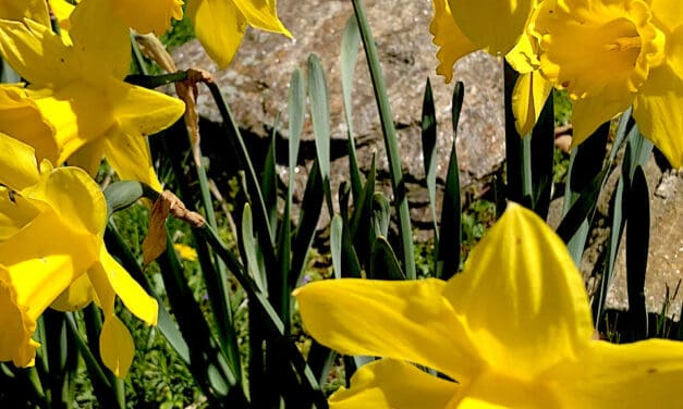 Daffodil Blossoms Abound as Emblem of ‘Paint the Town Yellow’
