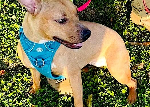 WASA Fundraiser on Tap, Helping Dogs Looking for Homes