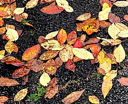Start of town’s leaf collection program falls on Nov. 6