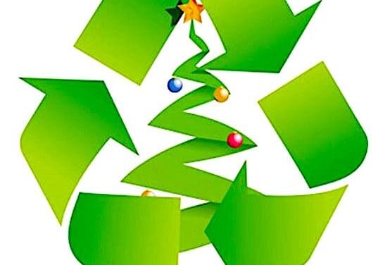 O, Christmas Tree! Boy Scout Troop 39 Will Dispose of Thee