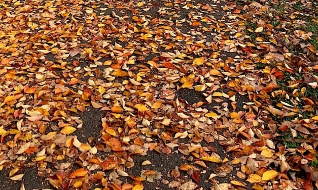 RTM to Rake In Comments from Officials, Landscapers on Leaf Blower Ordinance