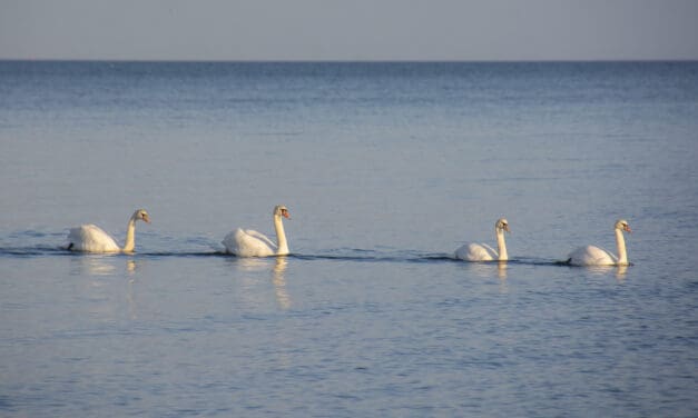 A Stately Procession …