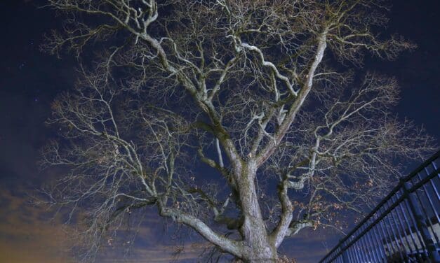 Trees of Night …