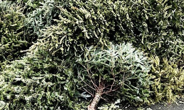 A final bough: Scouts will cart away faded Christmas trees