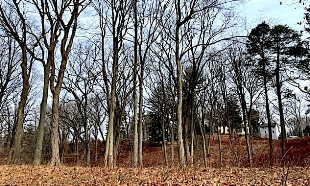 P&Z Considers Requiring Permits to Cut Down ‘Mature’ Trees