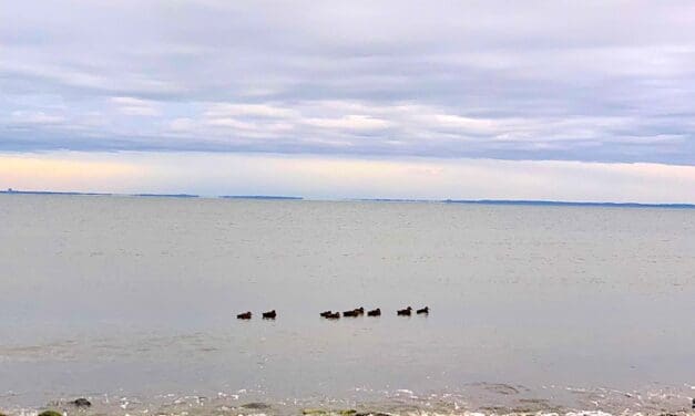 Calm Grey Ocean …