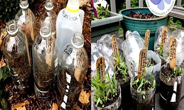 Sow Now, Reap Later: Gardening Secrets from Wakeman Town Farm