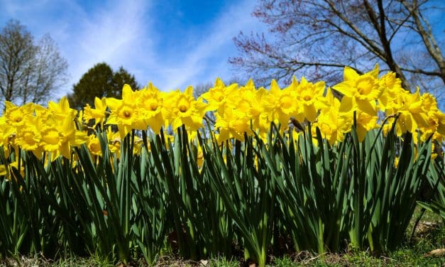 Memorials Blossom in a Daffodil Mile