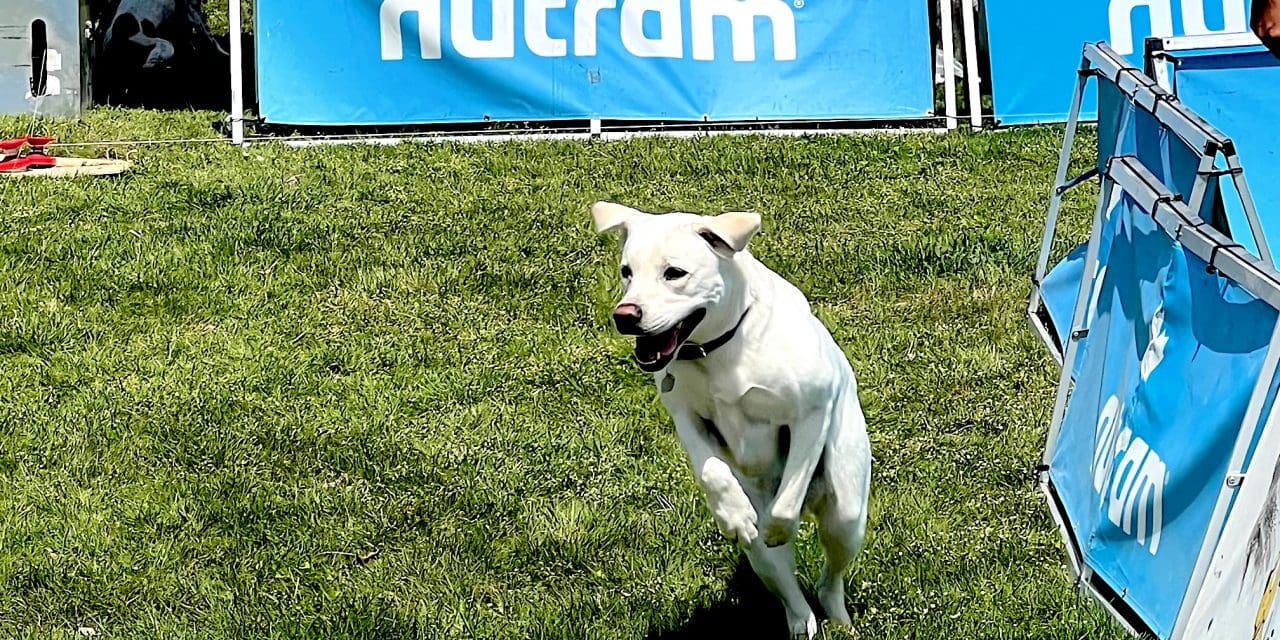 Parks and Rec unleashes Dog Festival after concerns