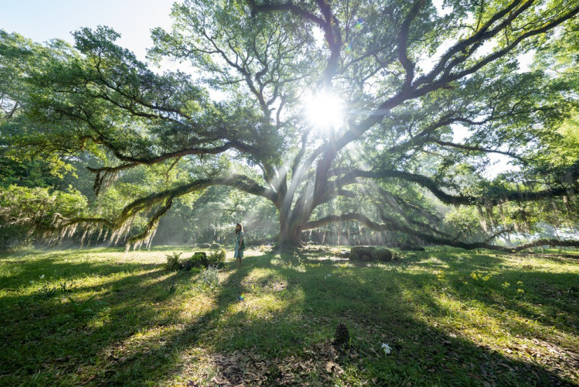 Where the Crawdads Sing - Photo Sony Pictures Entertainment