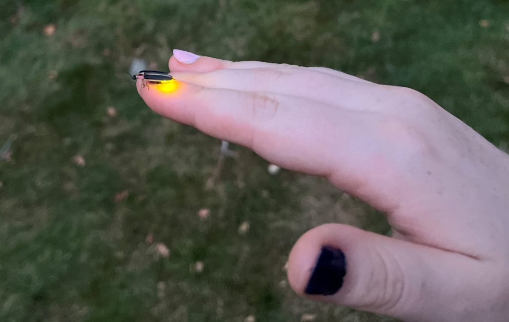 Firefly fashion? It appears to be a sparkling year for fireflies in Westport and thereabouts. / Photo by Lucy Dockter.