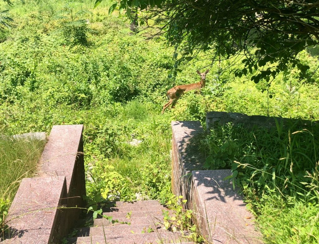 Deer make good use of the town-owned Golden Shadows estate on the Baron's South property. / Photo by Thane Grauel.