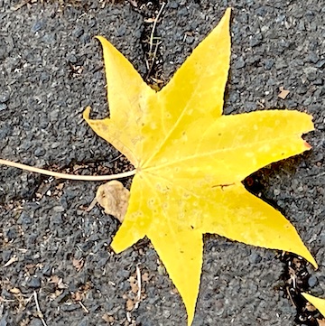 Leaves