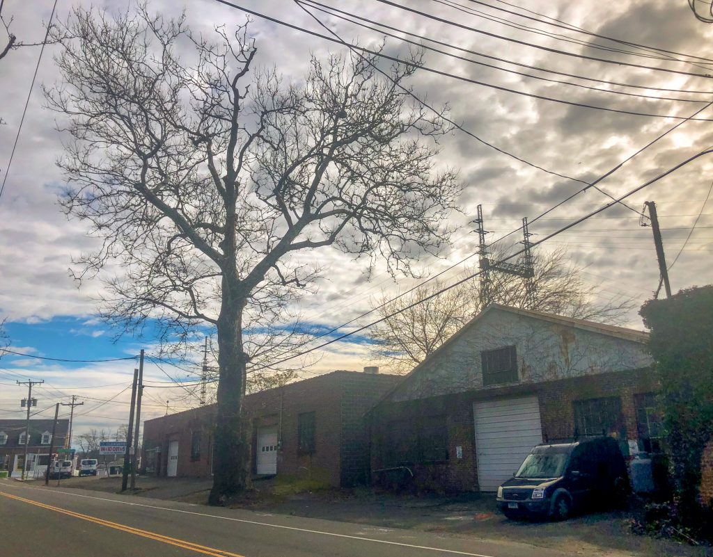 A two-century-old American sycamore sits at the edge of an targeted for massive redevelopment. / Photos by Thane Grauel
