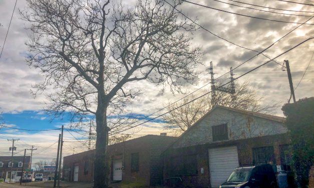 Older than Lincoln, can a Saugatuck sycamore be saved?
