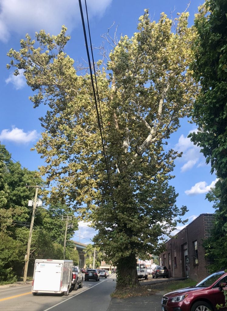 The Saugatuck sycamore in September. 
