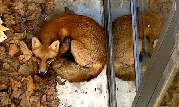 Fox in a fix freed with a boost from human rescuers