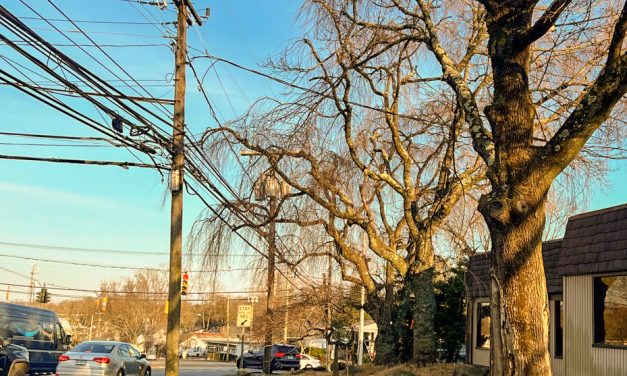 Effort takes root to save Sakura cherry trees
