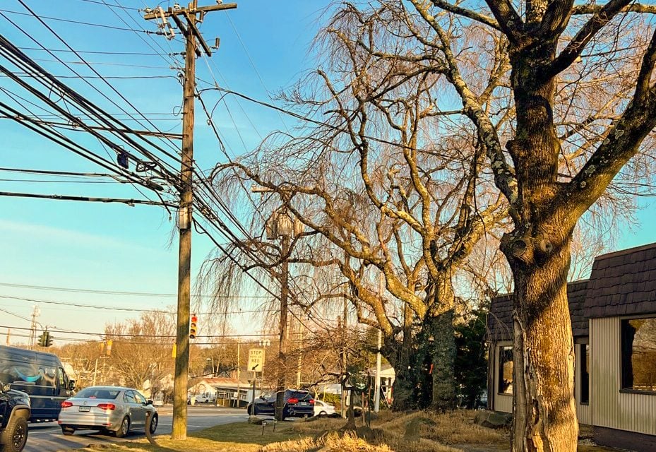 Effort takes root to save Sakura cherry trees