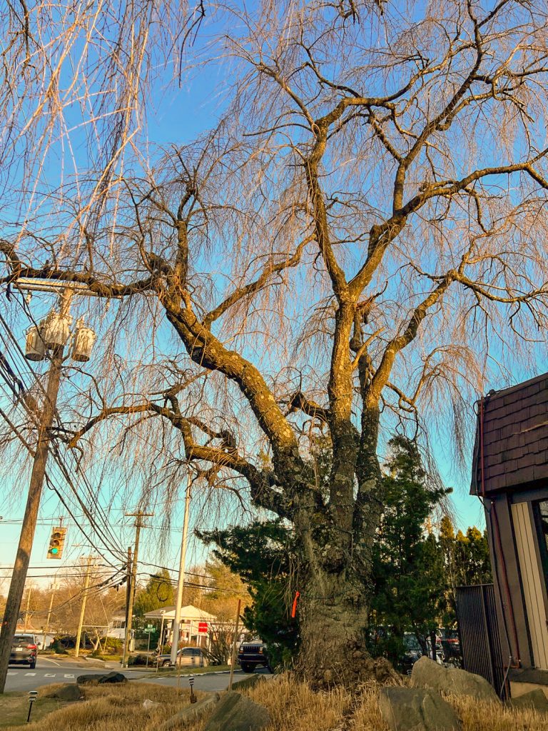 One of the weeping cherry trees outside Sakura. / Photo by Andrew Colabella.