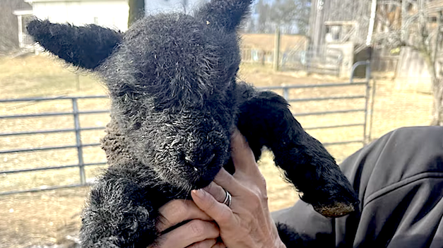Don’t be sheepish. Get to know Wakeman Farm’s lambs