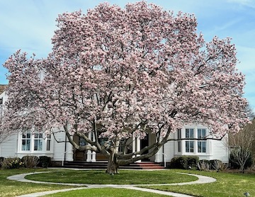 Spring in full flower …