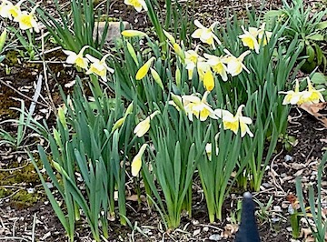 Volunteers invited to spring into action for townwide cleanup
