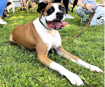Things really go to the dogs Sunday at Westport Dog Festival