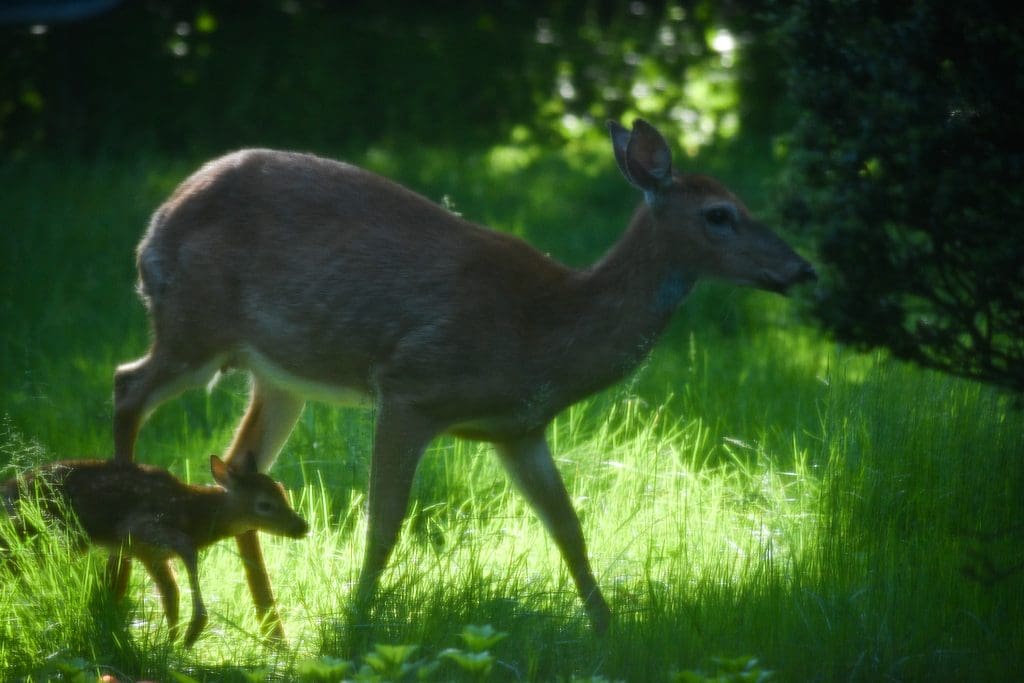 Baby deer born about 8 a.m. May 25 the Fortier's Greens Farms back yard. (Photo taken through screen door.)