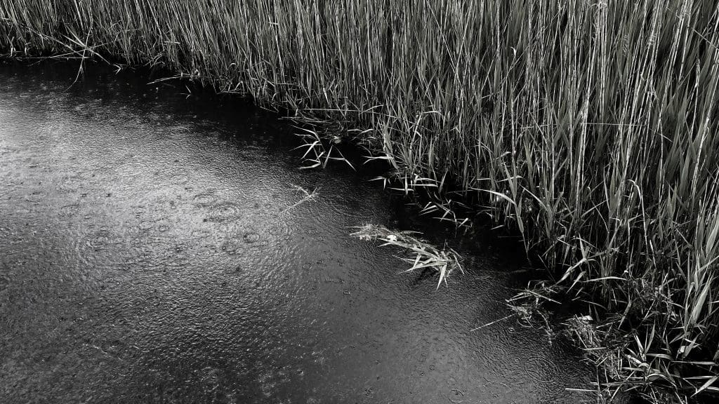 Reeds in rain along the Saugatuck River.
