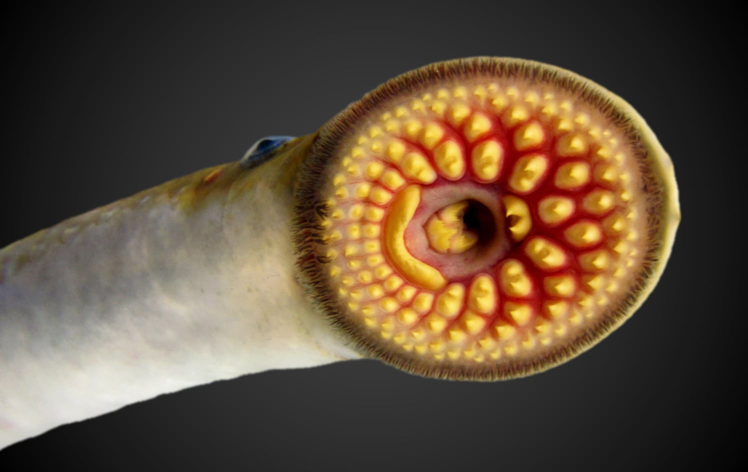 The business end of a sea lamprey. / USGS photo